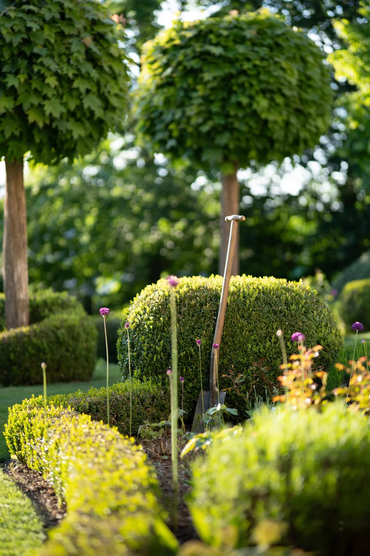 Formal garden of clipped box hedging, standard trees and flowering alliums with a spade in a bed