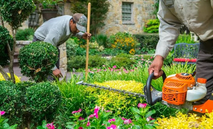 Two gardeners trimming clipped topiary and a flowering border with a petrol hedge trimmer