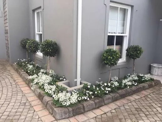 Standard topiary trees and white flowering annuals in a brick-edged border beside a paved driveway
